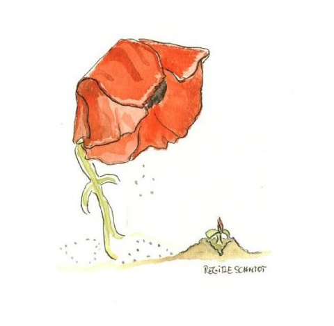 Valmue, når frø skal gro