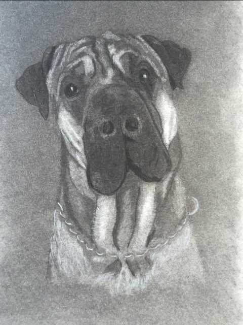 Hundeportræt Basse, Regitze Schmidt