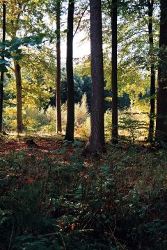 Sjælstegning, Regitze Schmidt