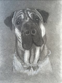 Basse - tegning af hund