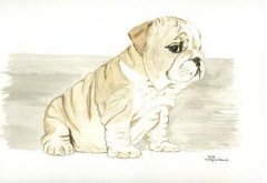 Calvin, tegning hund