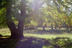 Sjælstegning, Regitze Schmidt